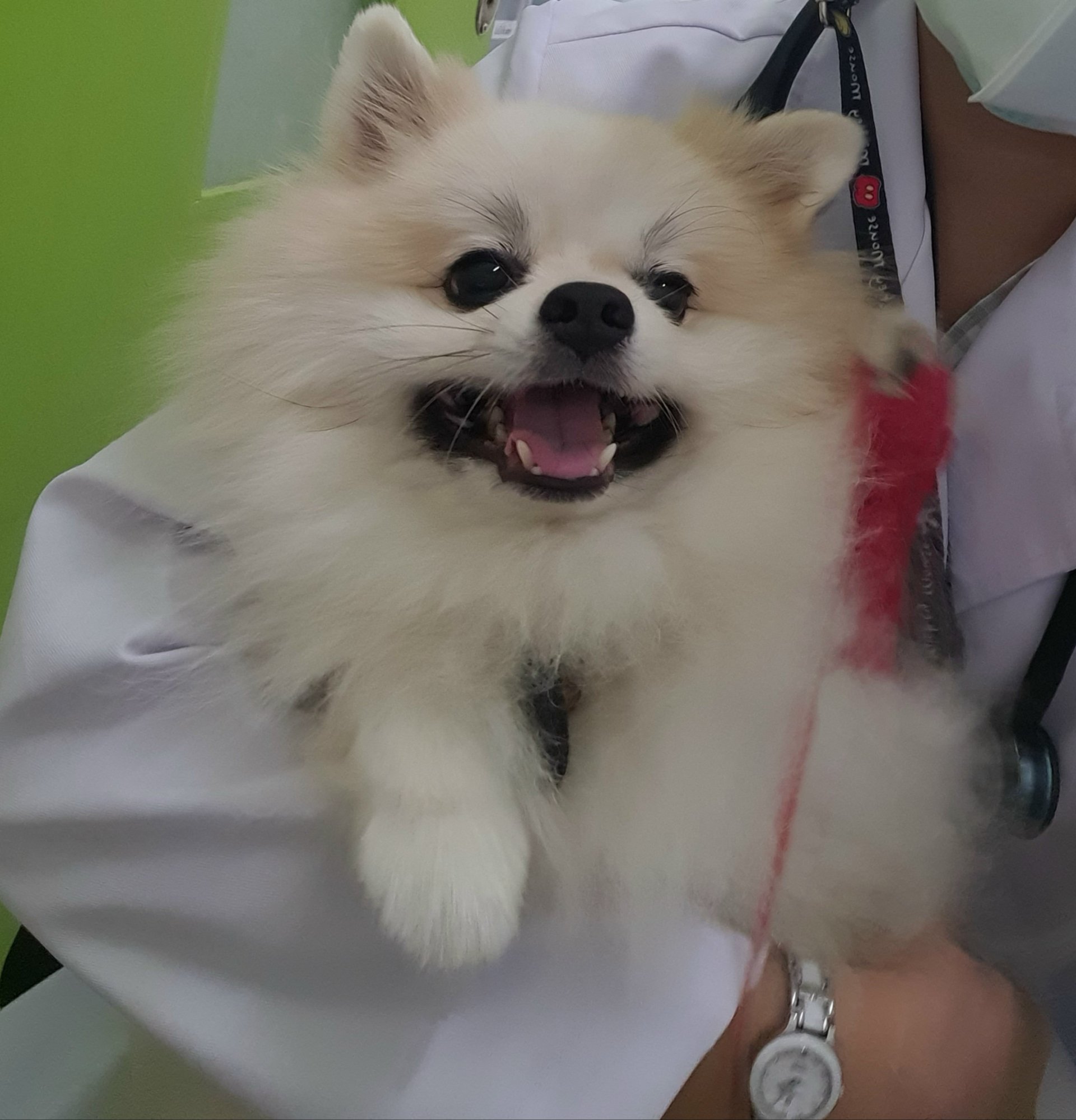 น้องโชกุนหายใจลำบาก !! น้องโชกุนหายใจลำบาก !!